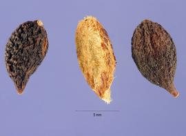   Seeds:   Murraya paniculata ; Photo by S. Hurst, USDA-NRCS Plants Database
